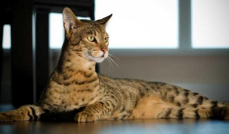 Gato de raza Ashera