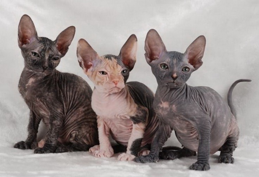 Gatitos de la raza Sphynx