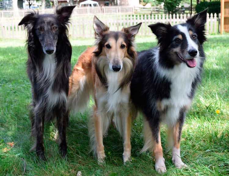 tres Silken Windhounds