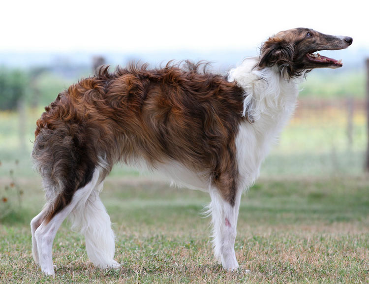 perro de raza Silken Windhound