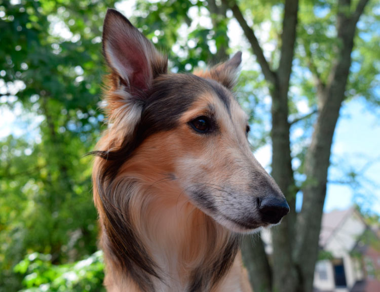 cabeza del Silky Windhound
