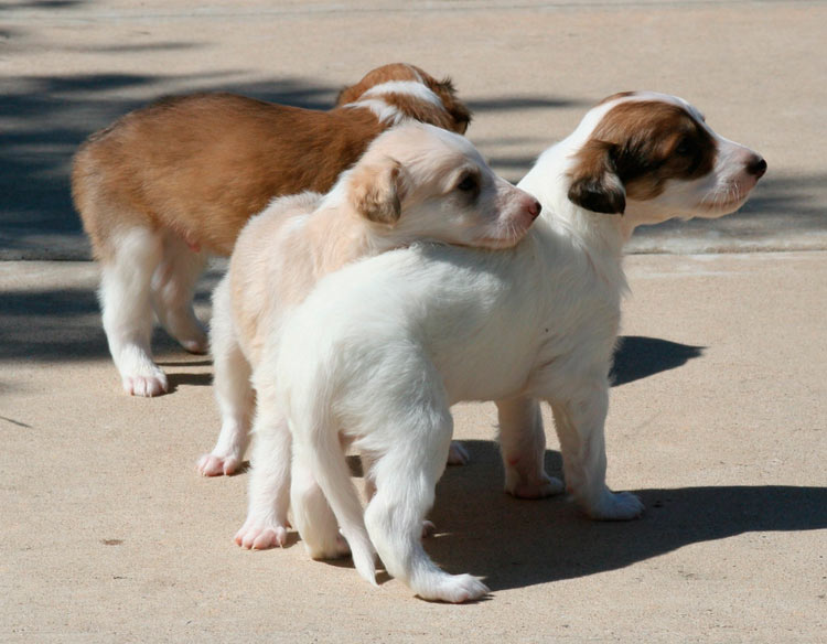 cachorros de la raza Silky Windhound
