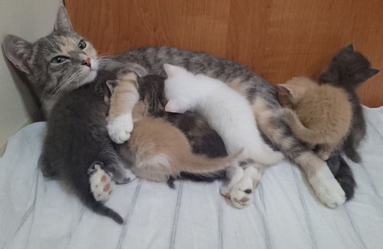 Nido de parto de la gata