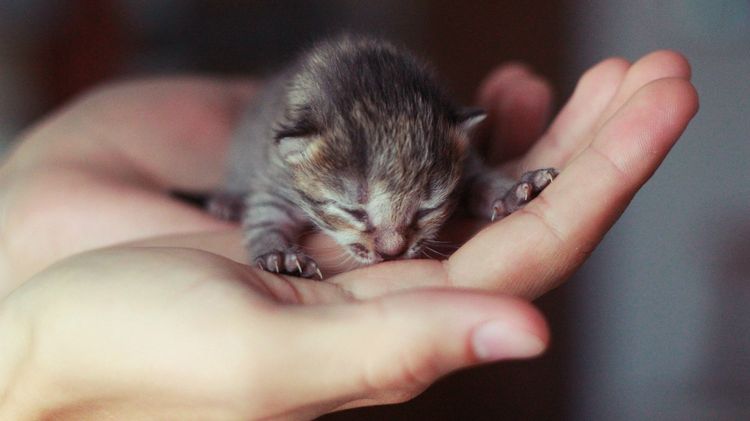 Gatito recién nacido