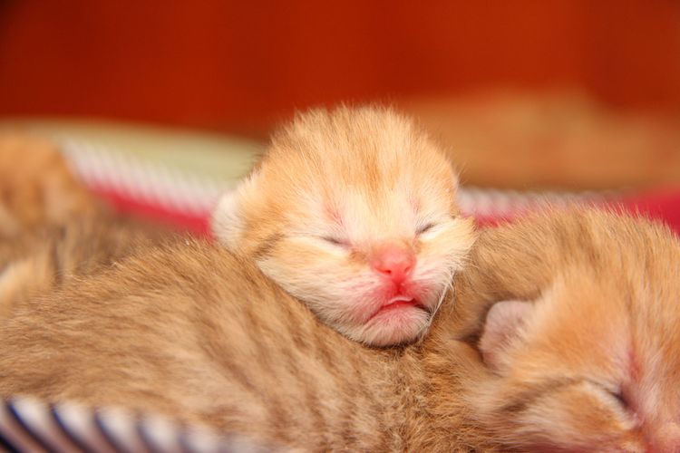 Gatitos recién nacidos rojizos