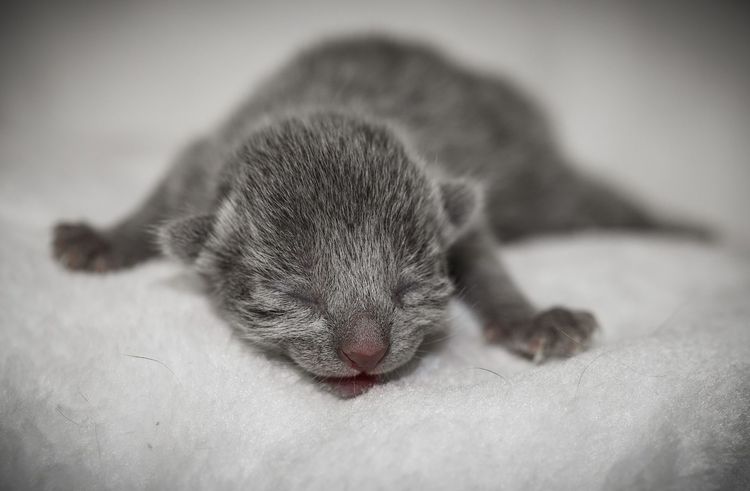 Gatito recién nacido gris
