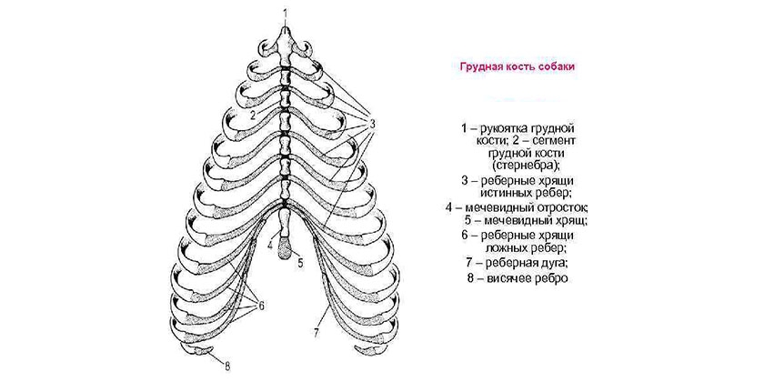 Estructura del esternón del perro