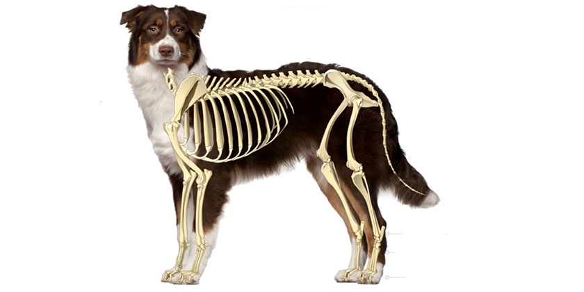 Esqueleto del perro