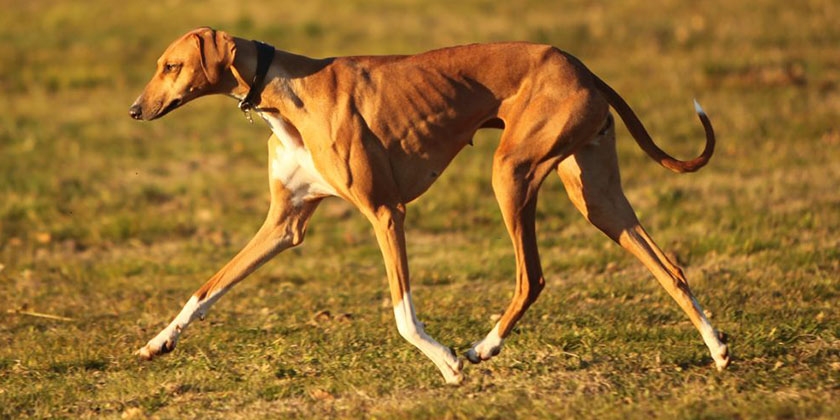 ¿Cuántas costillas tiene un perro?