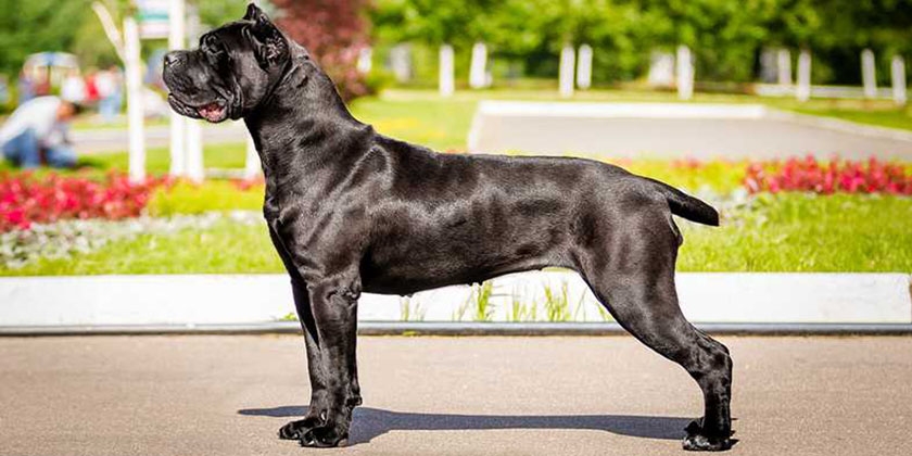 Raza de perros cané corso