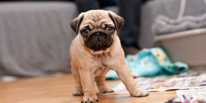 Perro de raza carlino