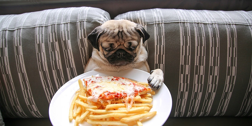 Carlino y plato de comida rápida