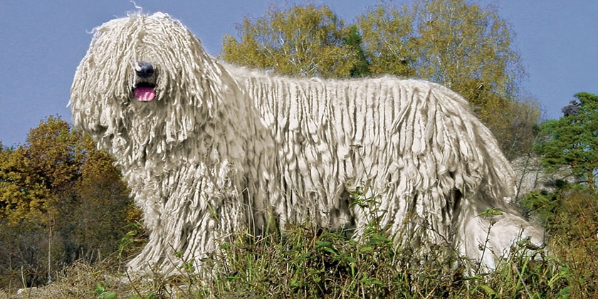 Perro de la raza komondor