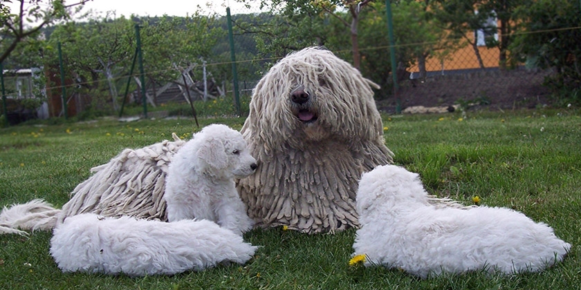 Perra con cachorros