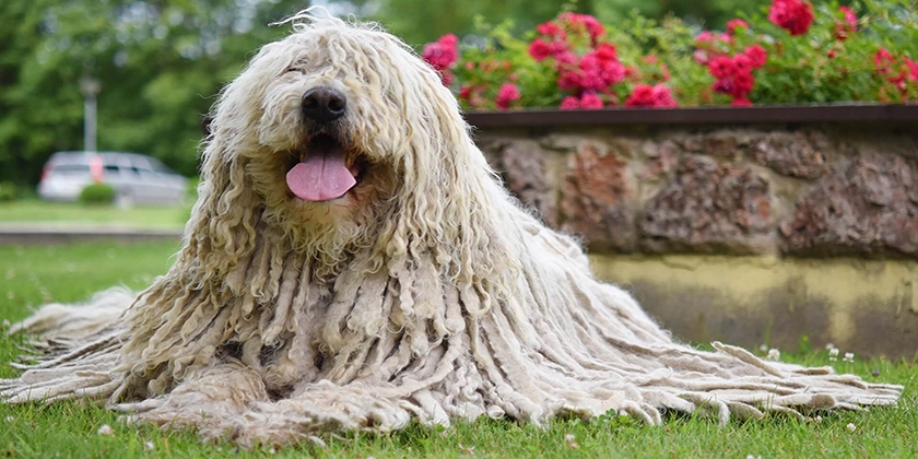 Perro de la raza komondor