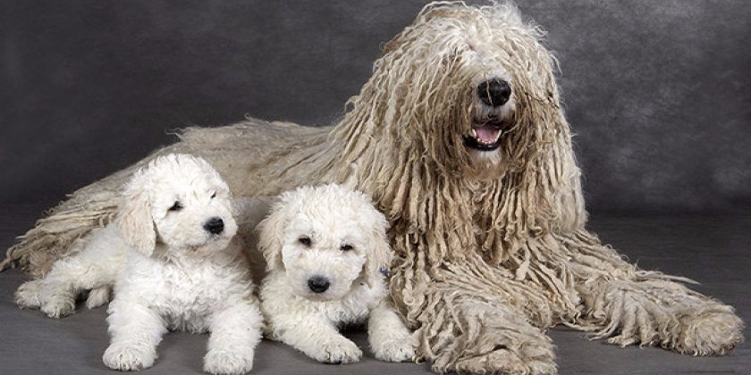 Perro que parece una fregona