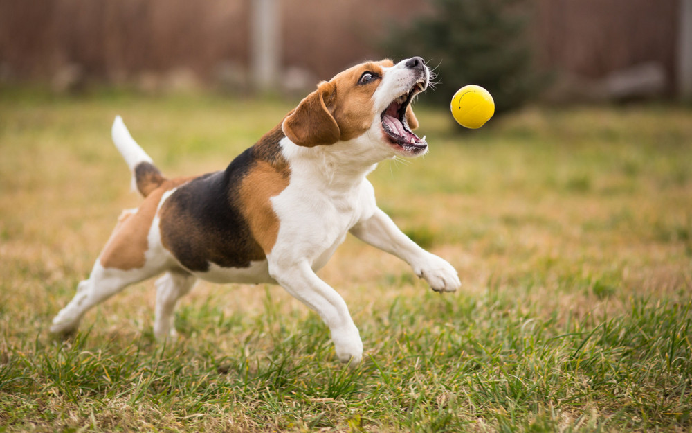 El perro y la pelota