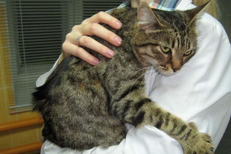 Ayuda al gato durante las convulsiones