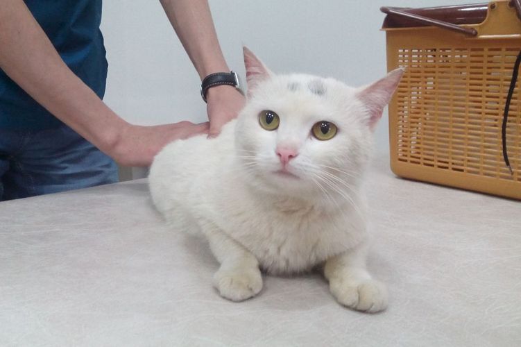 Gata blanca