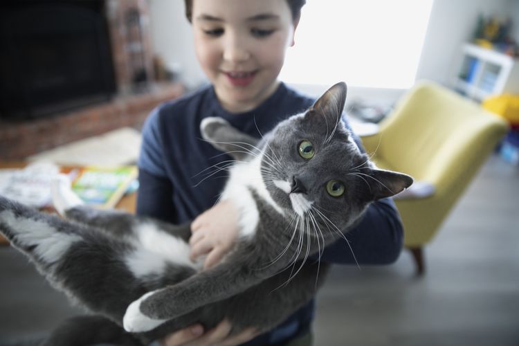 Gato gris escapándose de las manos de una niña