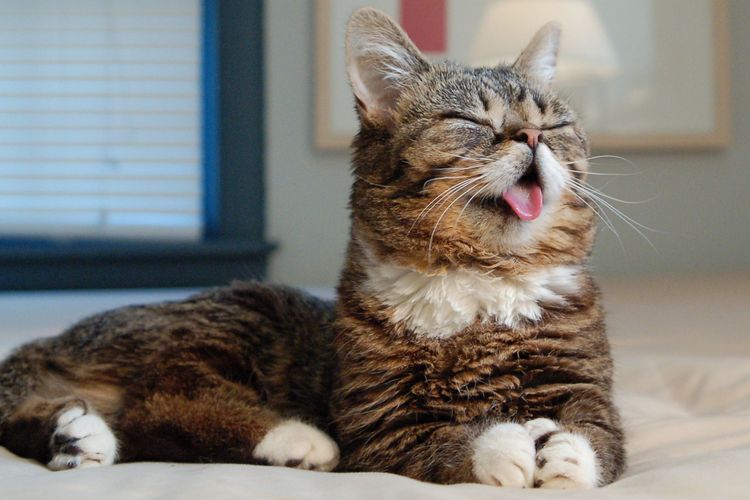 El gato ha sacado la lengua