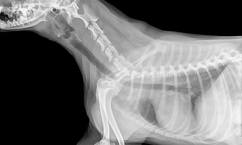 Radiografía del perro