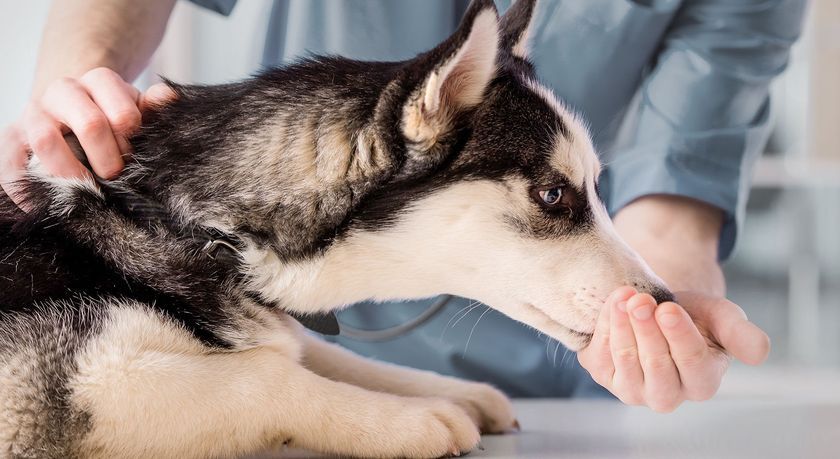 El perro en el veterinario