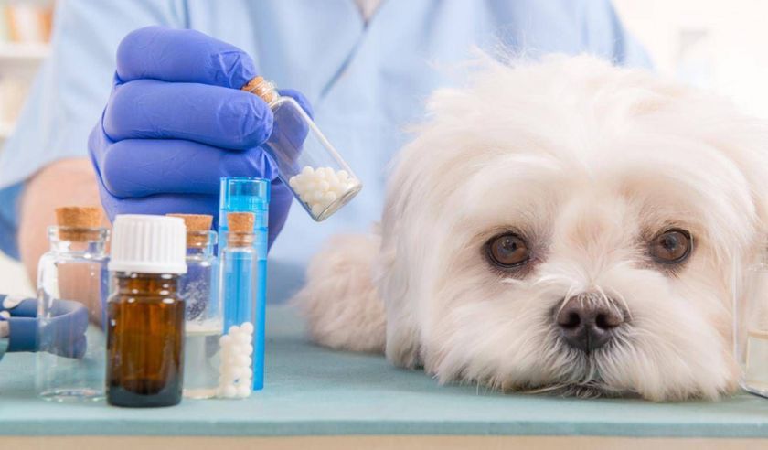 Medicamentos para el perro