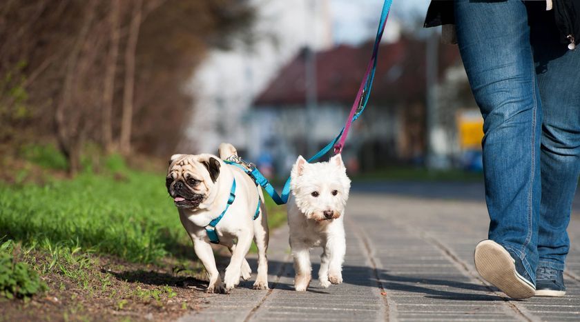 Perros paseando