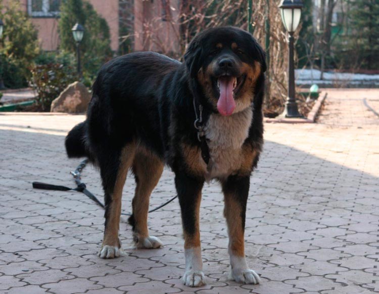 perro de raza Pastor tuvino