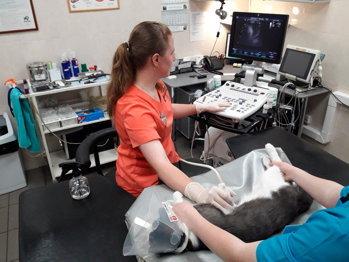 Ecografía a un gato en la clínica