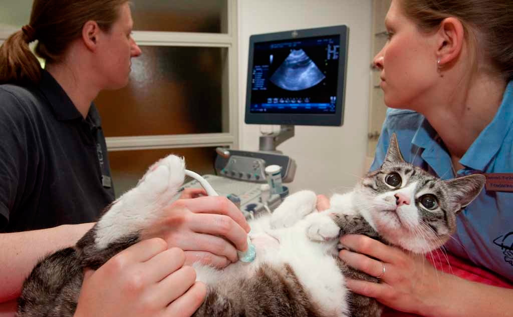 Todo sobre el procedimiento de ecografía para gatos