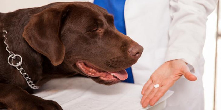 Vitaminas para perros Wolmar