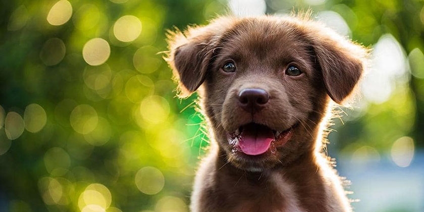 Cachorro marrón