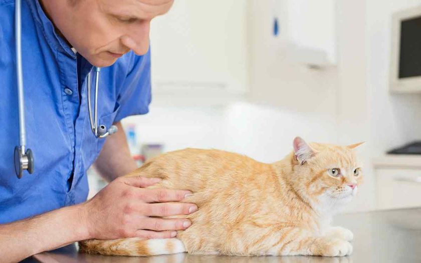 Gato en el médico