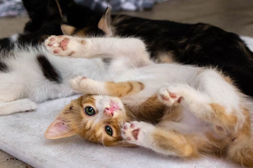 El gatito juega
