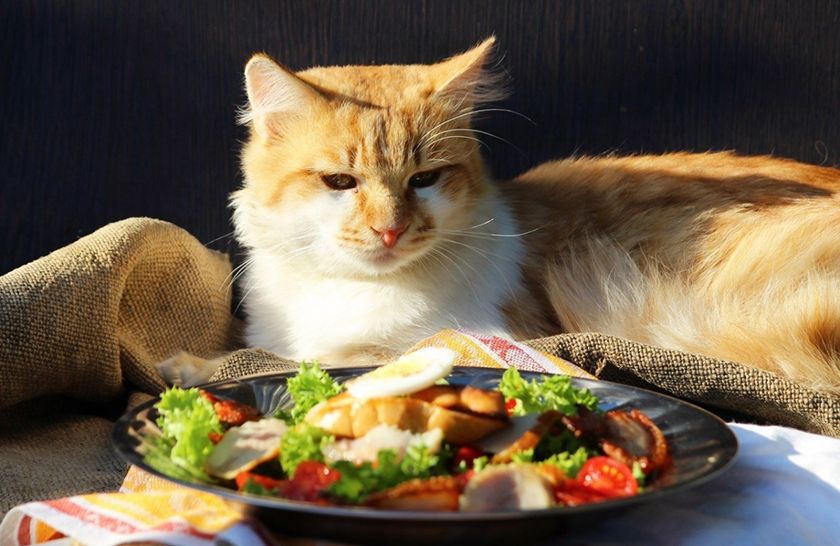 Gato junto al plato