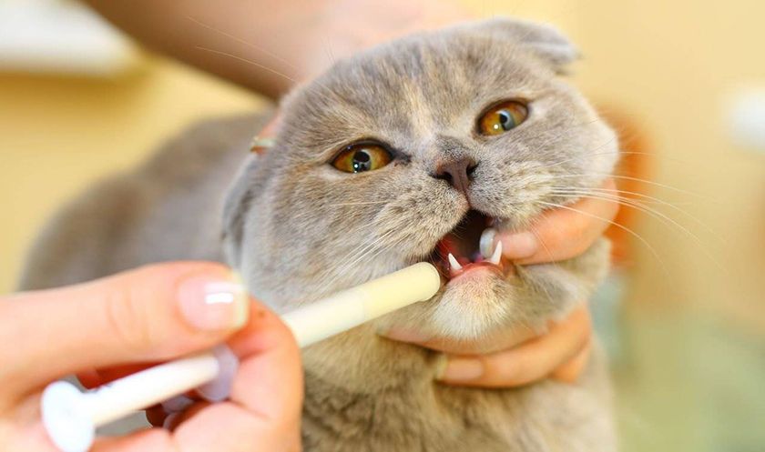 Medicamento para el gato