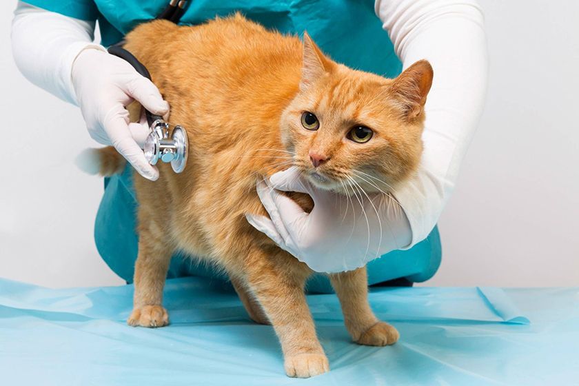 Gato en el veterinario