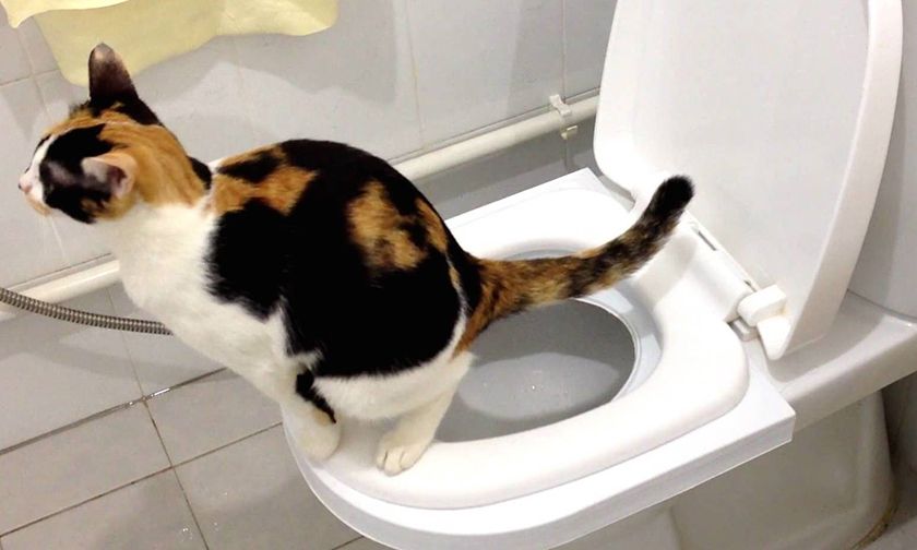 Gata en el inodoro