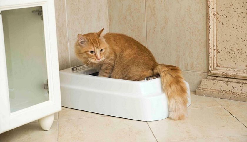 Gato en el arenero
