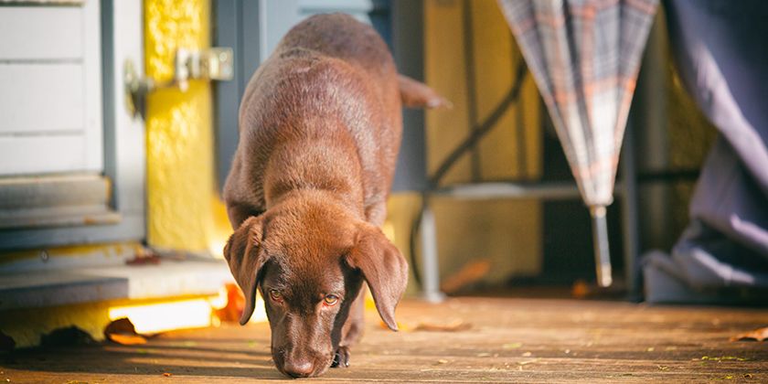 Vómito amarillo en el perro