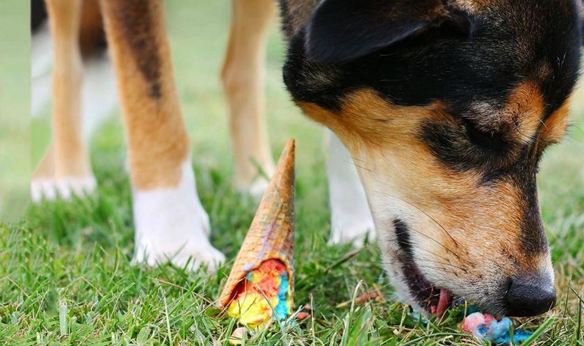 El perro come helado