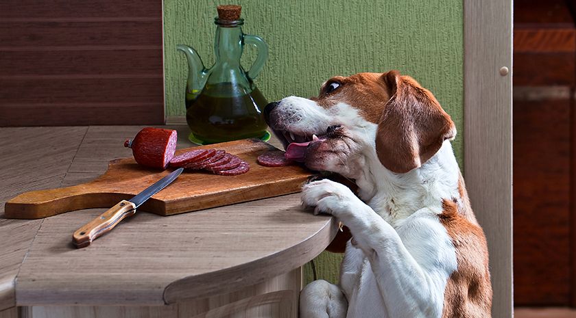 El perro roba salchichón