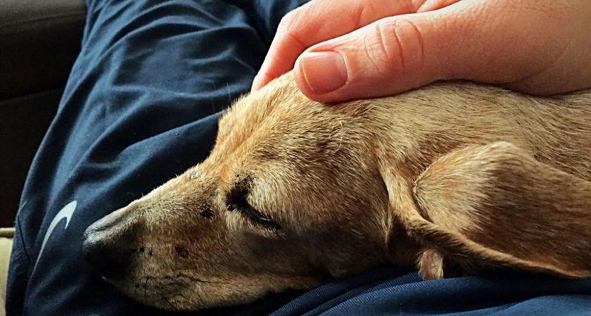 El perro está enfermo