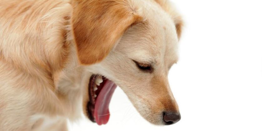Vómitos en perros