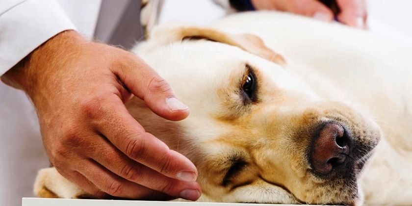 Perro en el veterinario