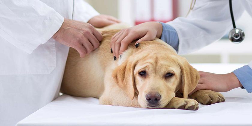 El perro en el veterinario