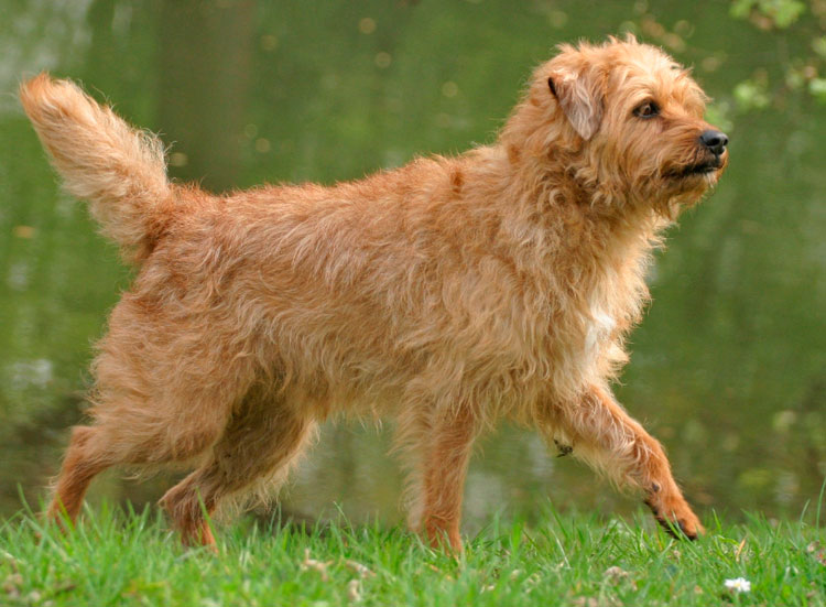 perro de raza Smaushond holandés