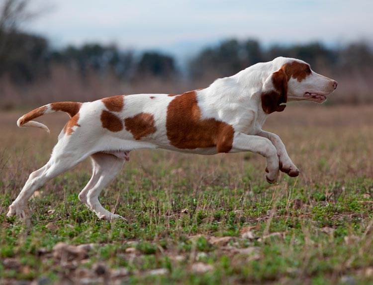 perro de raza Sabueso español